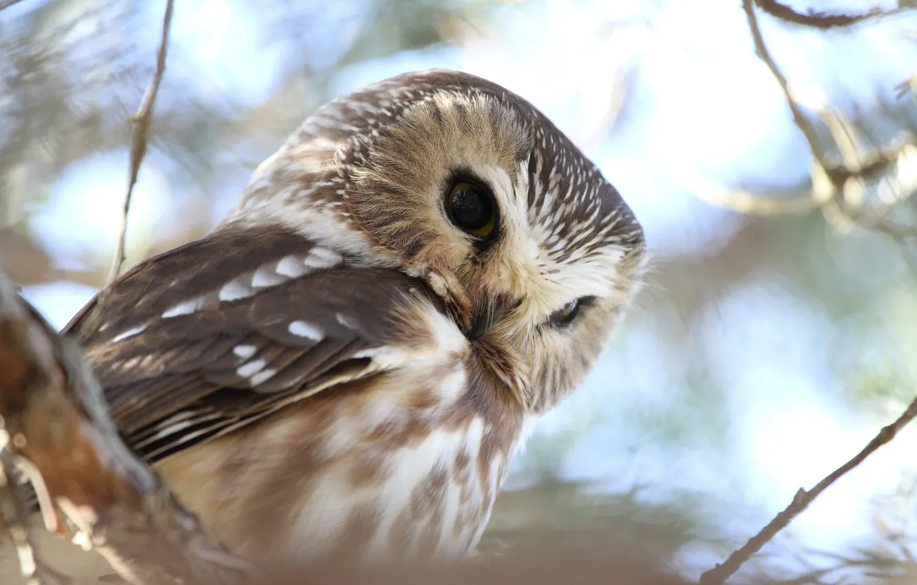 Photo wallpaper nature, background, owl