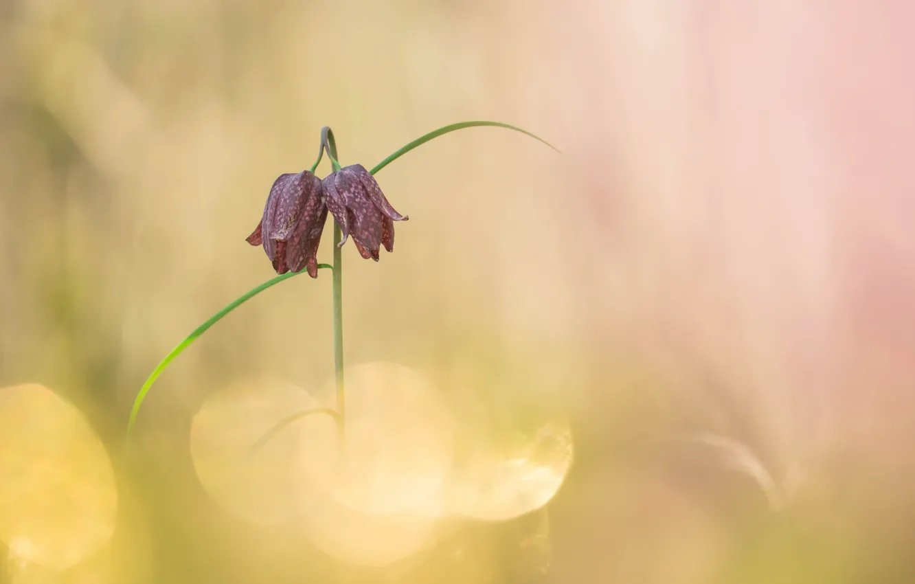 Photo wallpaper flowers, nature, background