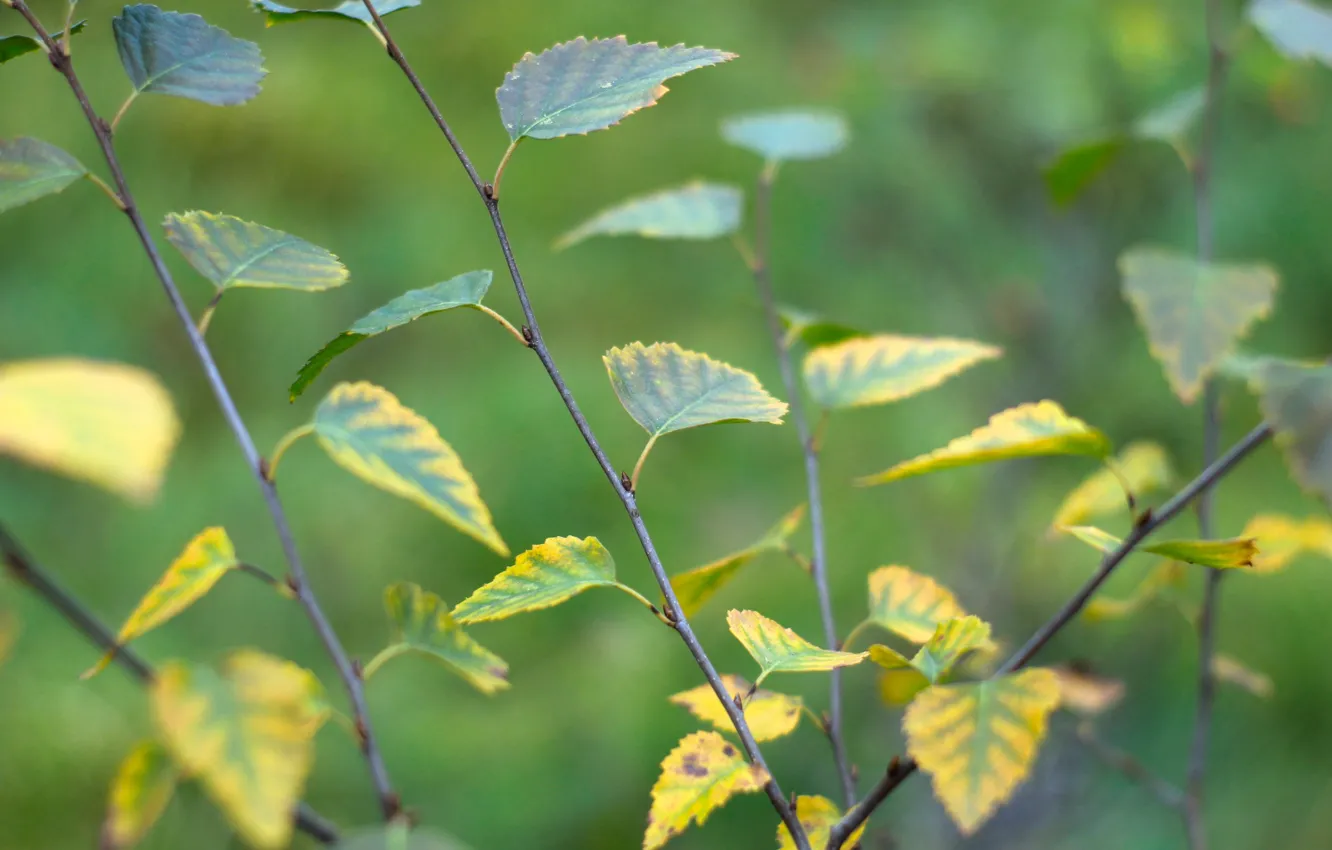 Photo wallpaper autumn, leaf, twig