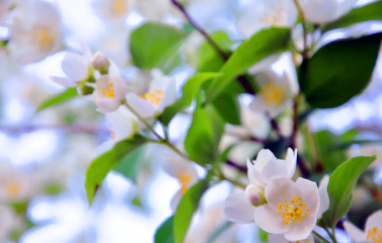 Photo wallpaper white, branches, Apple, flowering, Jasmine