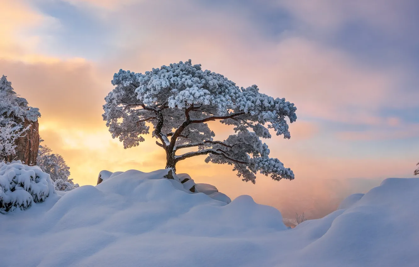 Photo wallpaper winter, the sky, clouds, light, snow, trees, mountains, fog