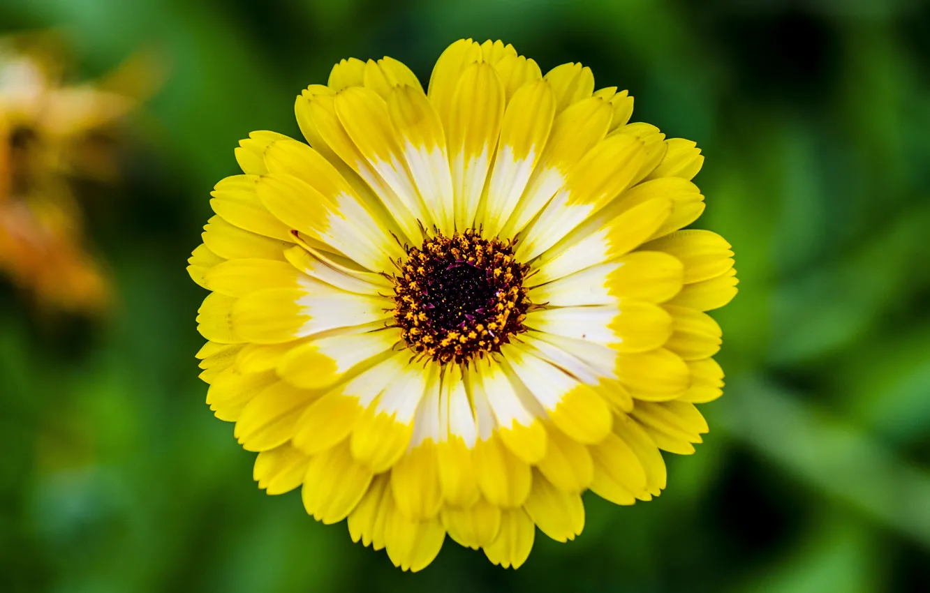 Photo wallpaper greens, summer, macro, flowers, yellow, mood, bright