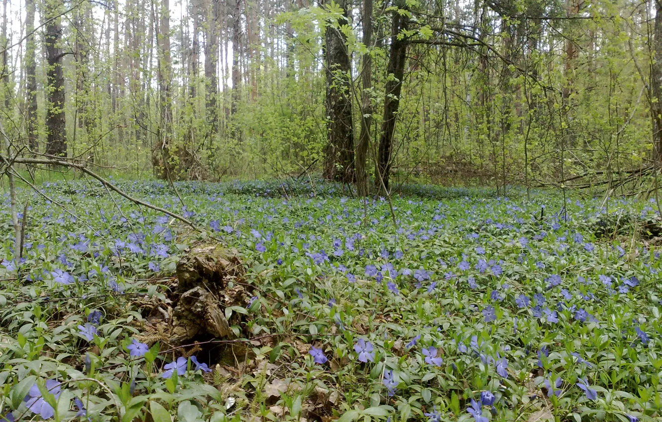 Photo wallpaper forest, flowers, nature, landscapes, Ukraine, Shostka