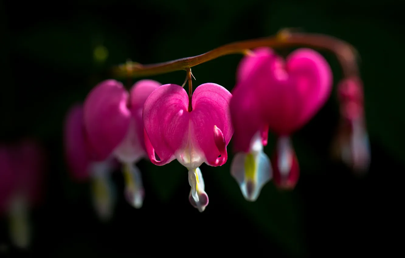 Photo wallpaper flowers, the dark background, pink, the bleeding heart, razbitie heart