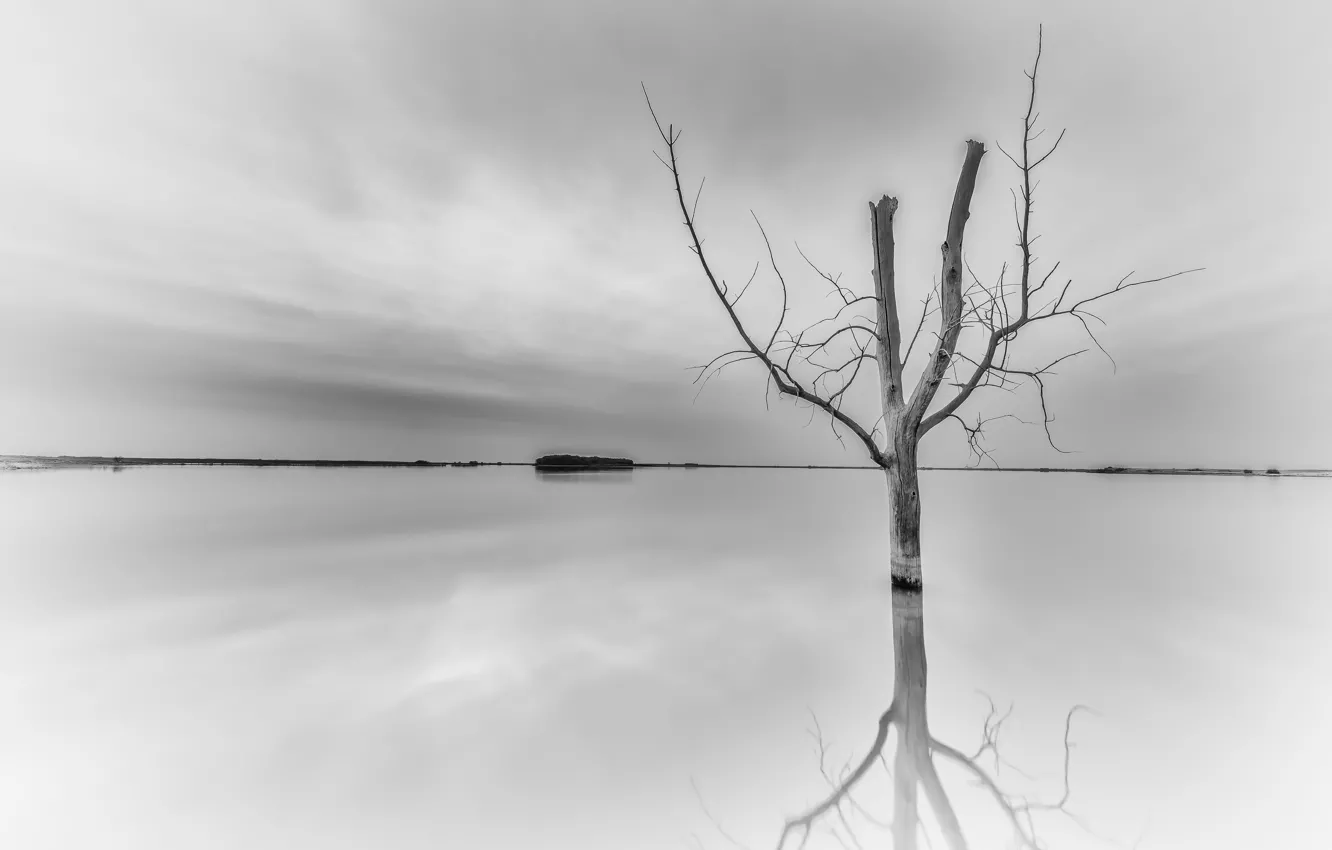 Photo wallpaper trees, nature, otrozhenie