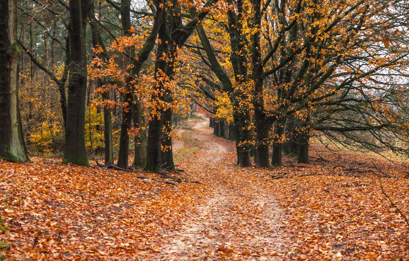 Photo wallpaper road, autumn, forest, leaves, trees, forest, road, park