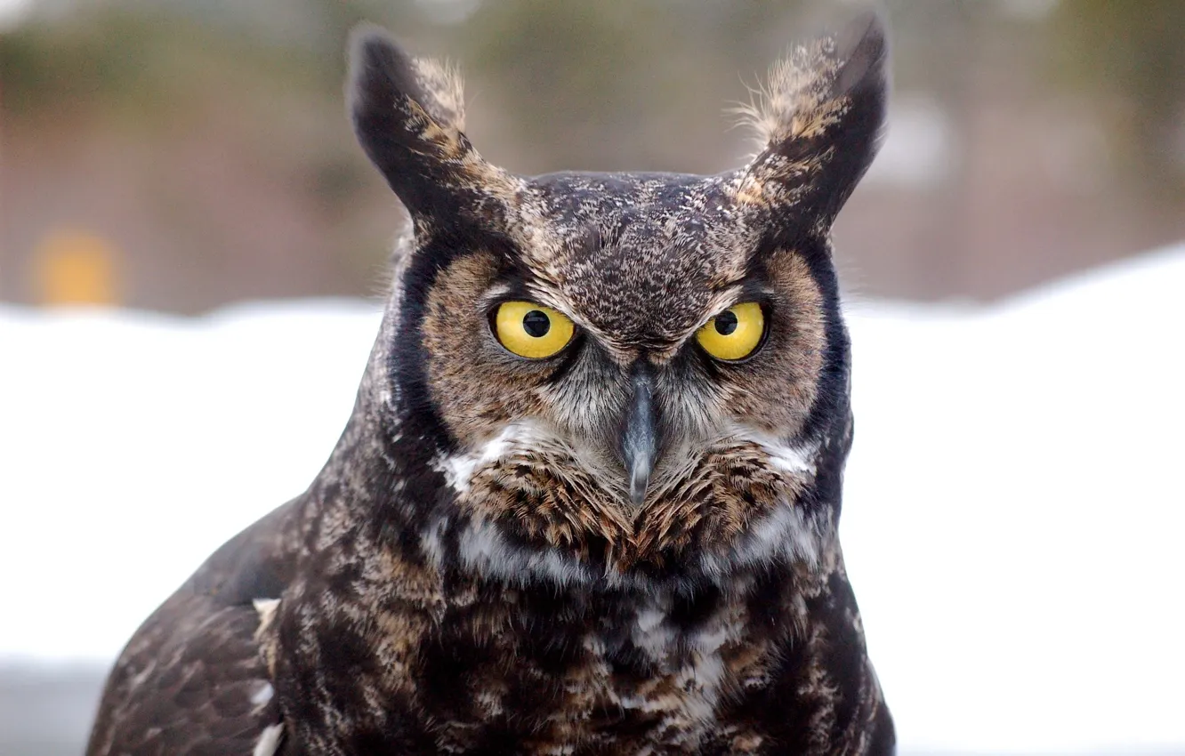 Photo wallpaper bird, animal, wildlife, ...great-horned-owl-