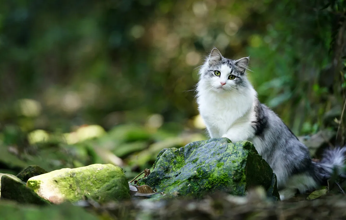 Photo wallpaper cat, cat, look, pose, face