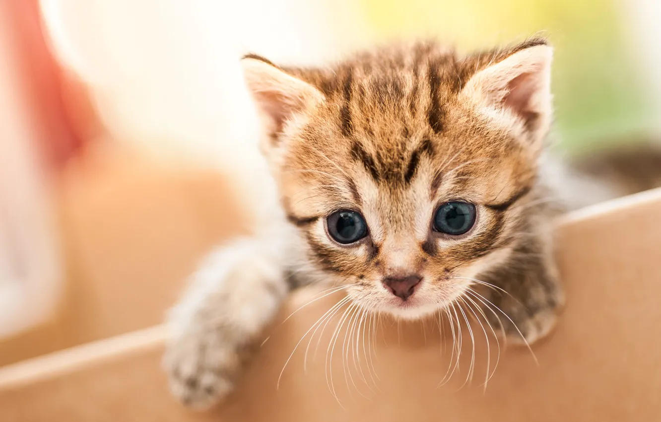 Photo wallpaper cat, look, pose, grey, background, box, light, paws