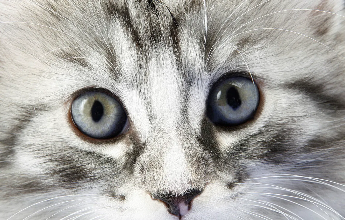 Photo wallpaper eyes, fluffy, kitty