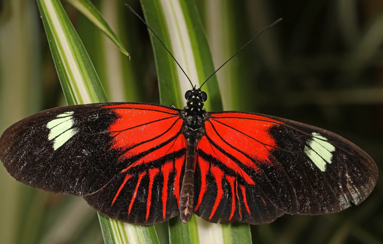 Photo wallpaper macro, butterfly, red