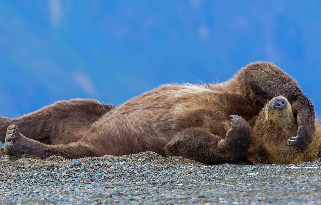 Photo wallpaper bear, Alaska, USA, grizzly, National wildlife refuge lake Clark
