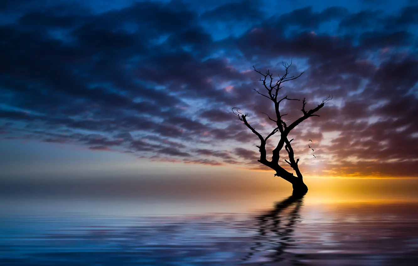 Photo wallpaper sea, clouds, trees, sunset, bird, horizon