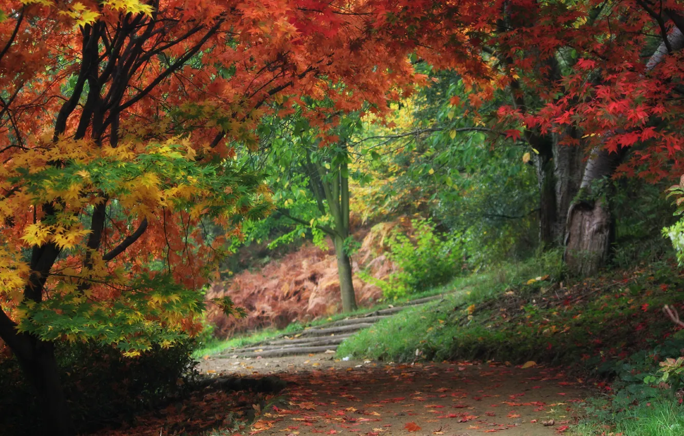 Photo wallpaper autumn, leaves, trees, Park, track