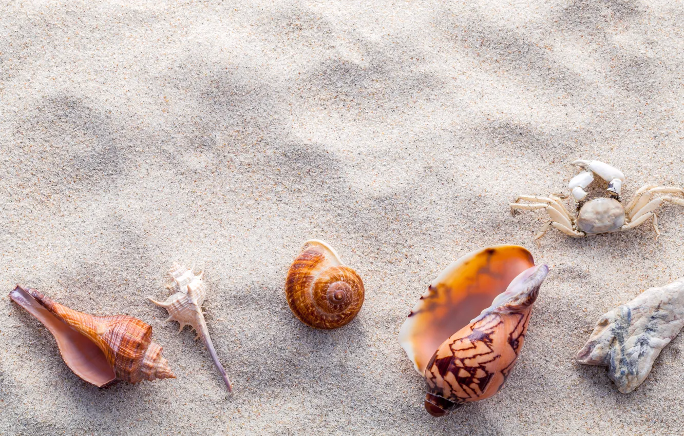 Photo wallpaper sand, beach, shell, summer, beach, sand, marine, seashells