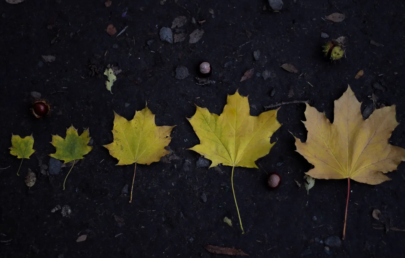 Photo wallpaper autumn, leaves, nature, life, beautiful, maple, Age, chestnuts