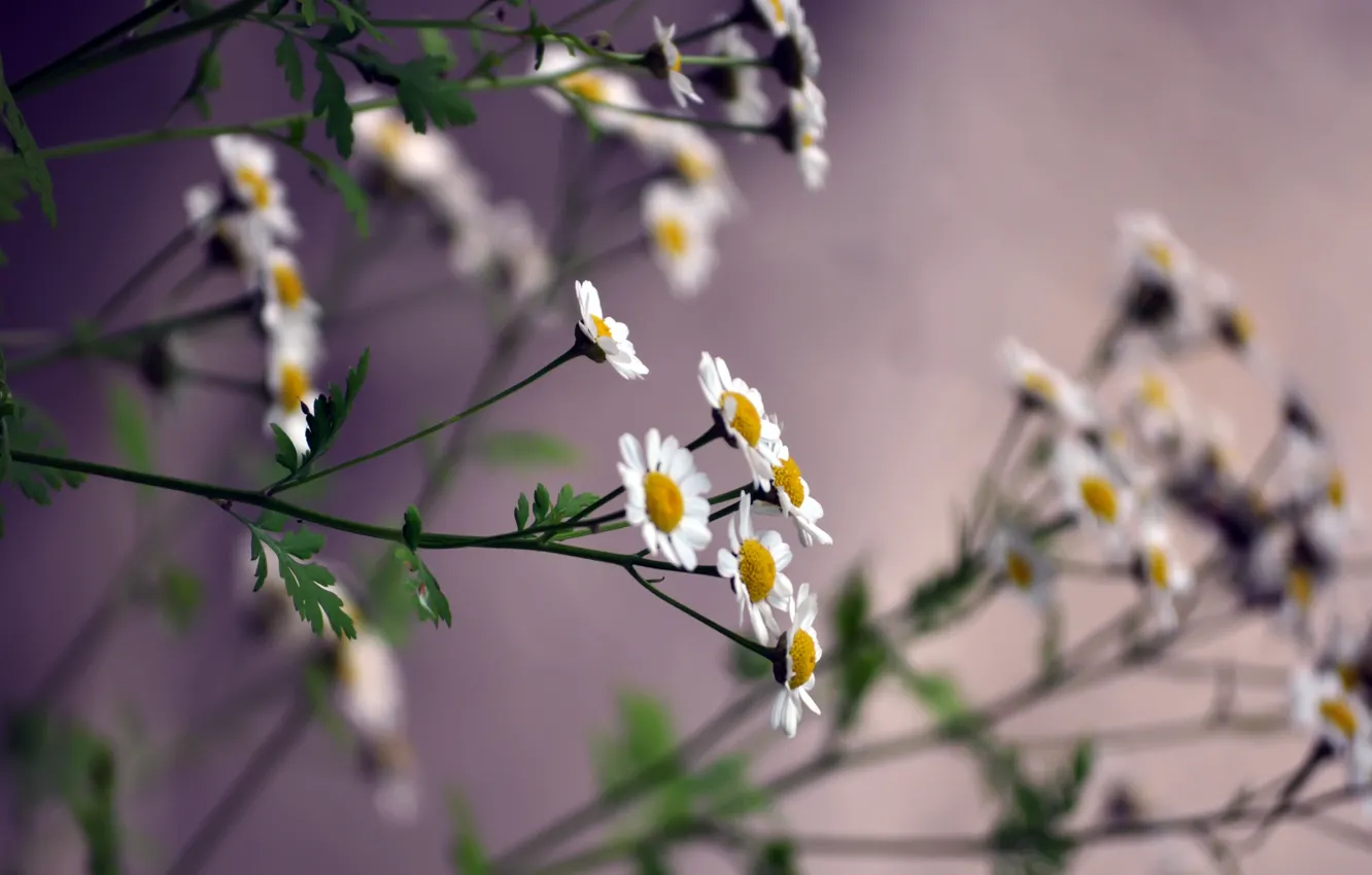 Photo wallpaper chamomile, petals, stem, small, white color