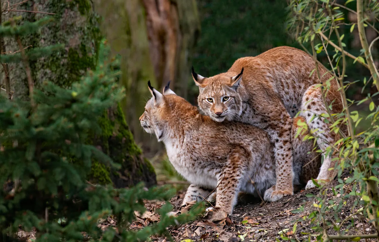 Photo wallpaper trees, look, a couple, lynx, two lynx, pairing, branches, forest