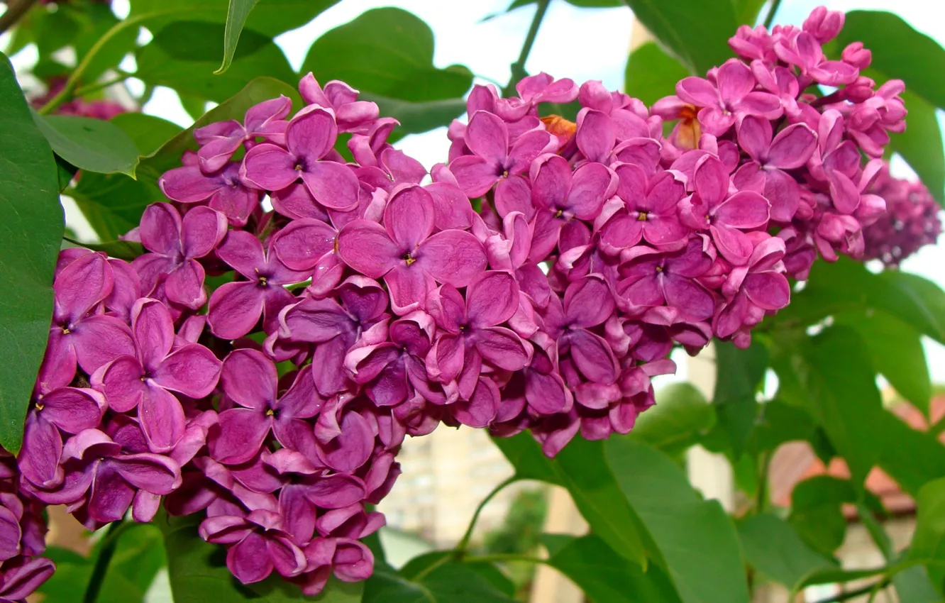 Photo wallpaper macro, spring, beauty is in simplicity, lilac blossoms, author's photo by Elena Anikina