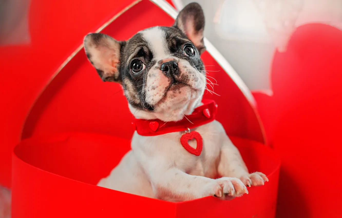 Photo wallpaper look, red, box, gift, heart, dog, baby, puppy