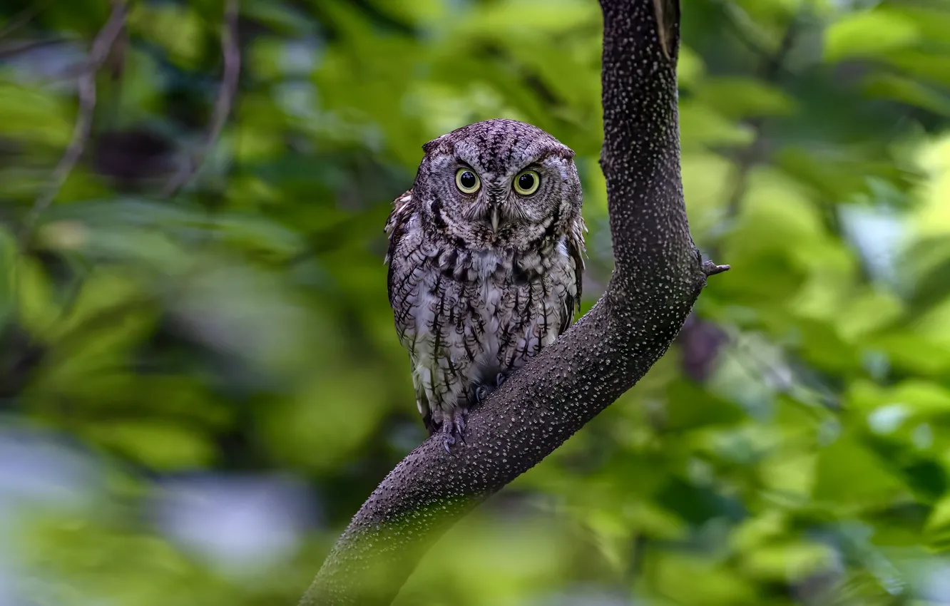 Photo wallpaper owl, bird, foliage, owl