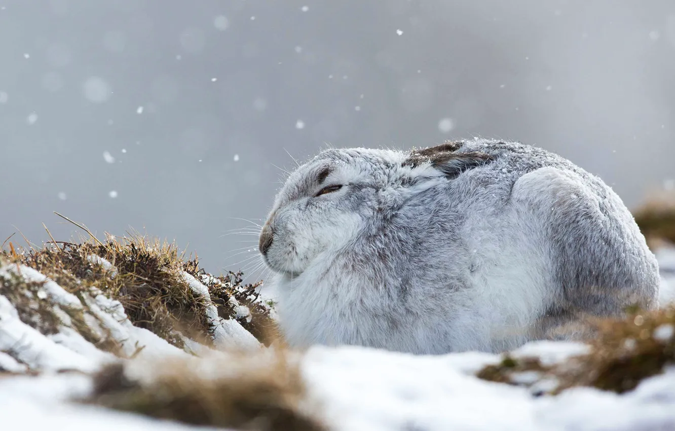 Photo wallpaper winter, Scotland, hare