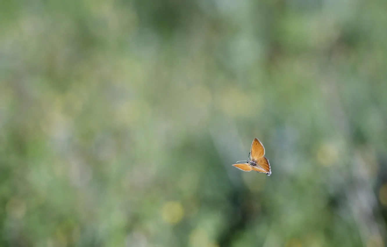 Photo wallpaper flight, glare, background, butterfly, blur