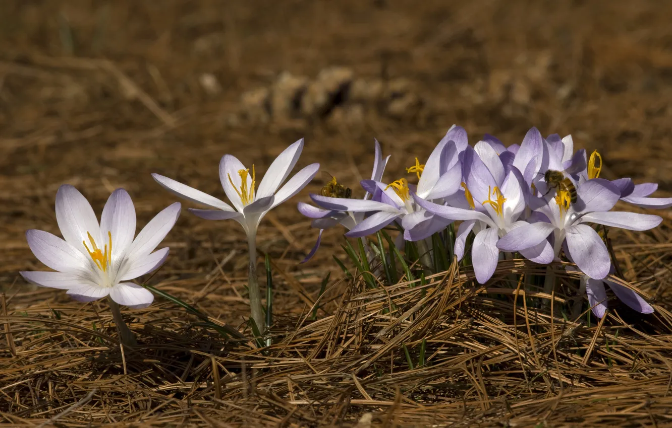 Photo wallpaper flowers, needles, nature, bee, spring, crocuses, primrose, Dry