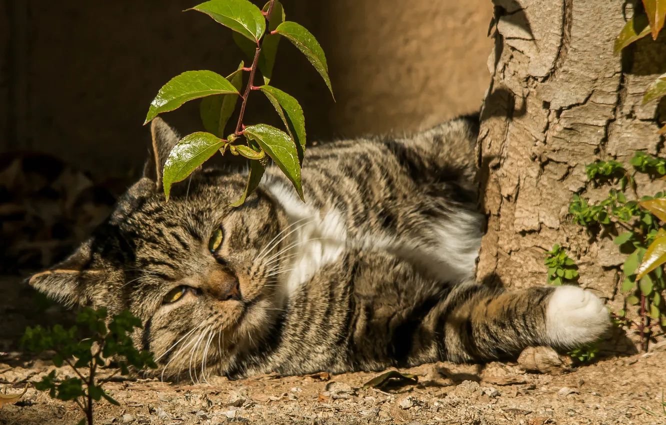 Photo wallpaper cat, Koshak, lies, Tomcat
