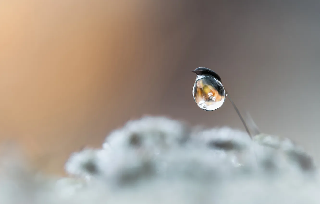 Photo wallpaper water, drops, macro, Rosa, Rostock