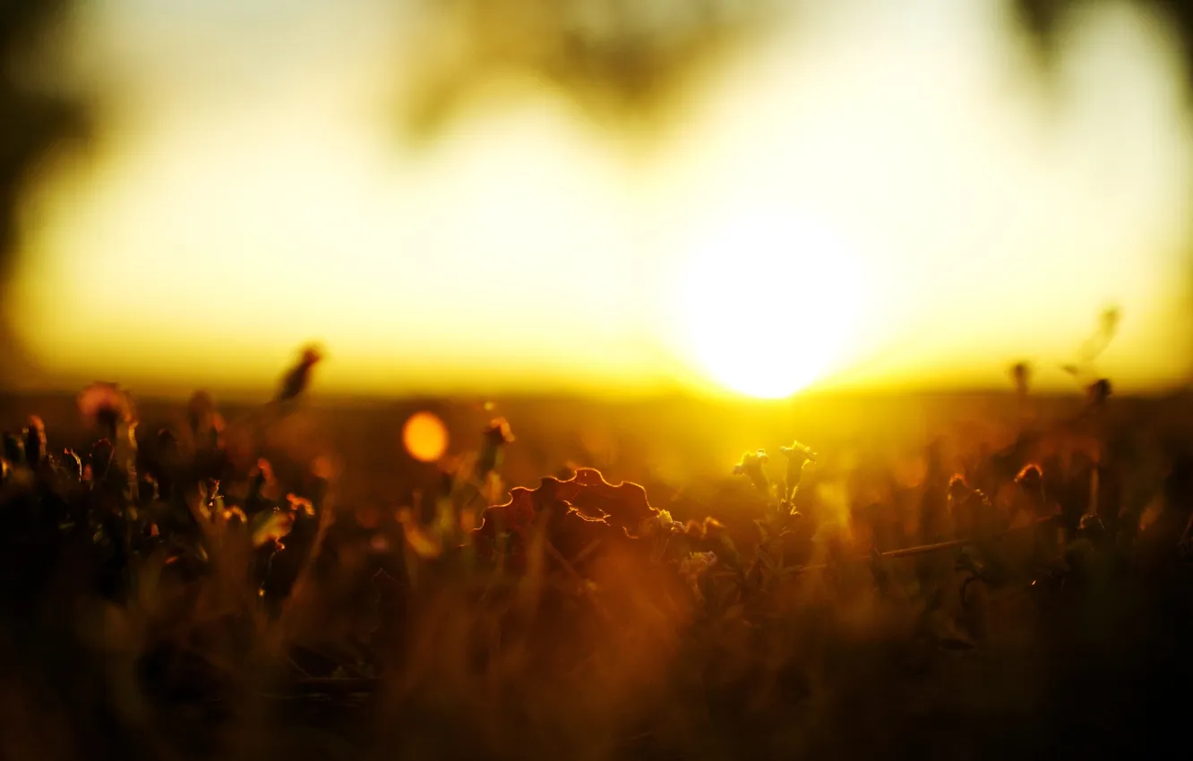 Photo wallpaper grass, the sun, macro, sunset, nature, weed, 2560x1600