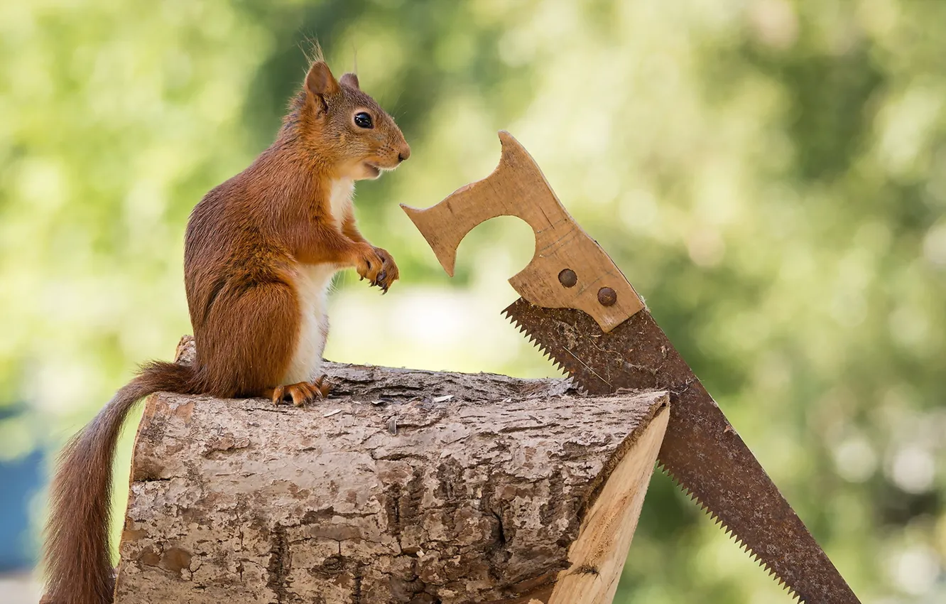 Photo wallpaper background, protein, saw