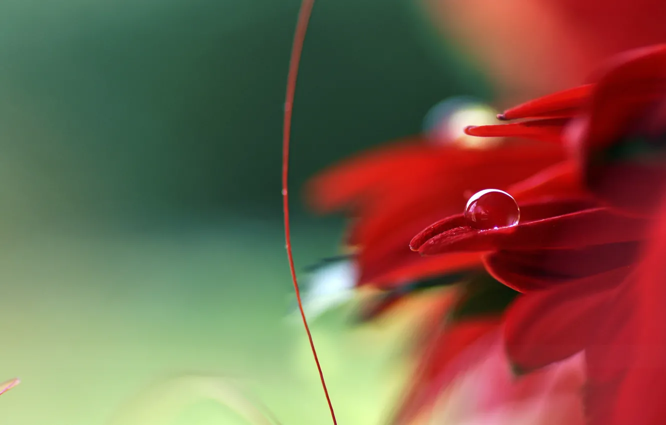 Photo wallpaper flower, red, drop, petals