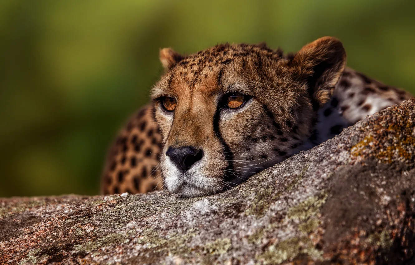 Photo wallpaper eyes, look, face, background, portrait, Cheetah, lies, wild cat