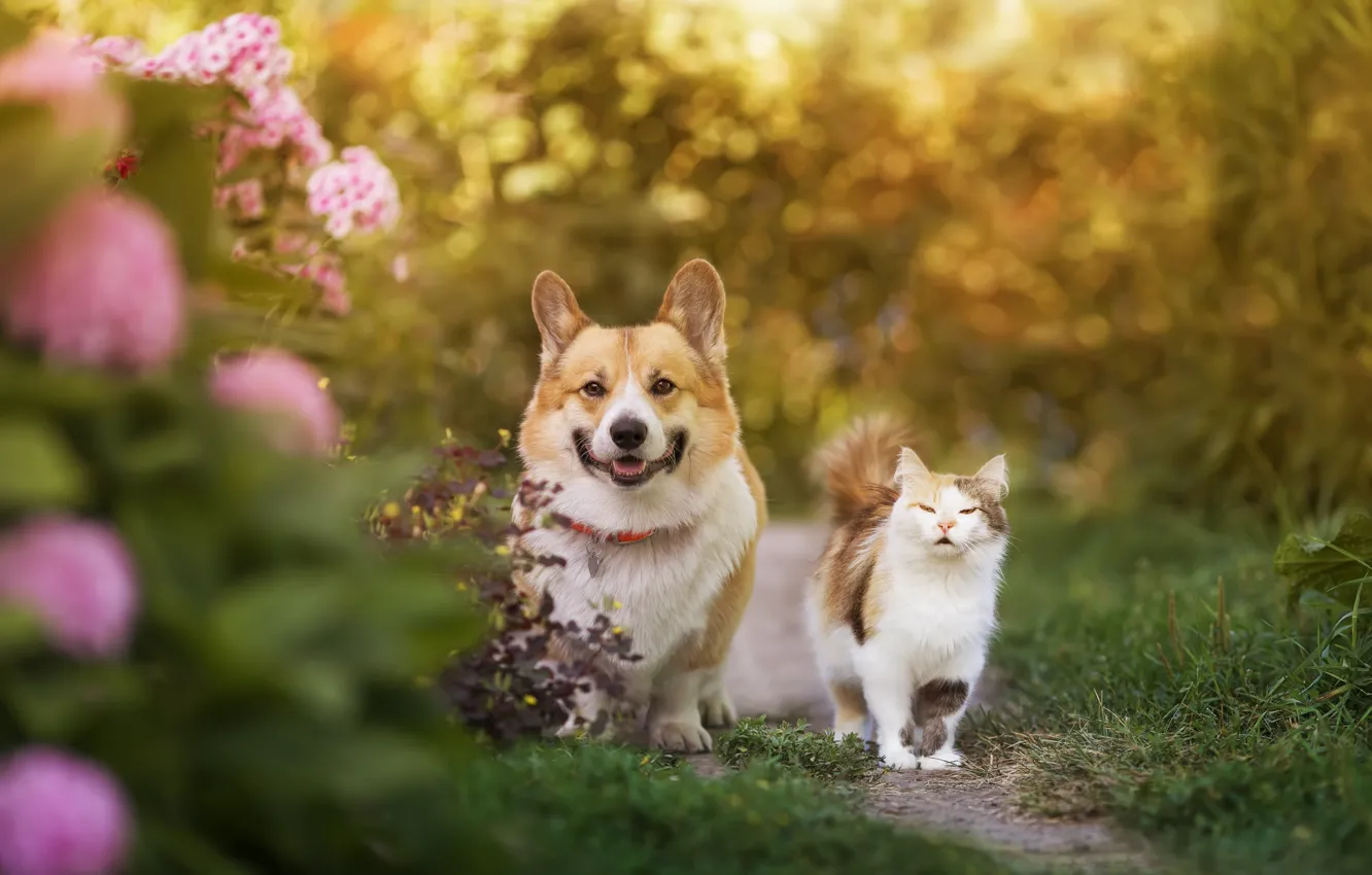 Photo wallpaper cat, summer, cat, look, flowers, each, dog, garden