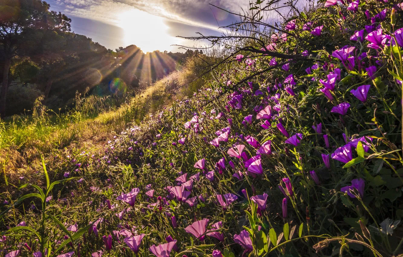 Photo wallpaper the sun, flowers, Spain, Catalonia