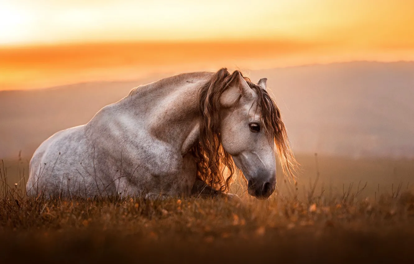 Photo wallpaper field, the sky, grass, face, light, nature, pose, fog