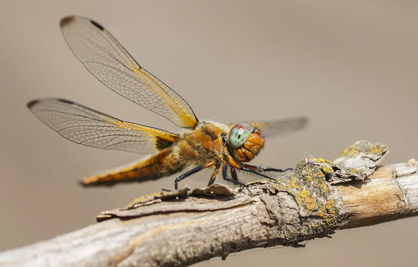 Photo wallpaper dragonfly, insect, tree branch, bokeh, Korneev Alexey