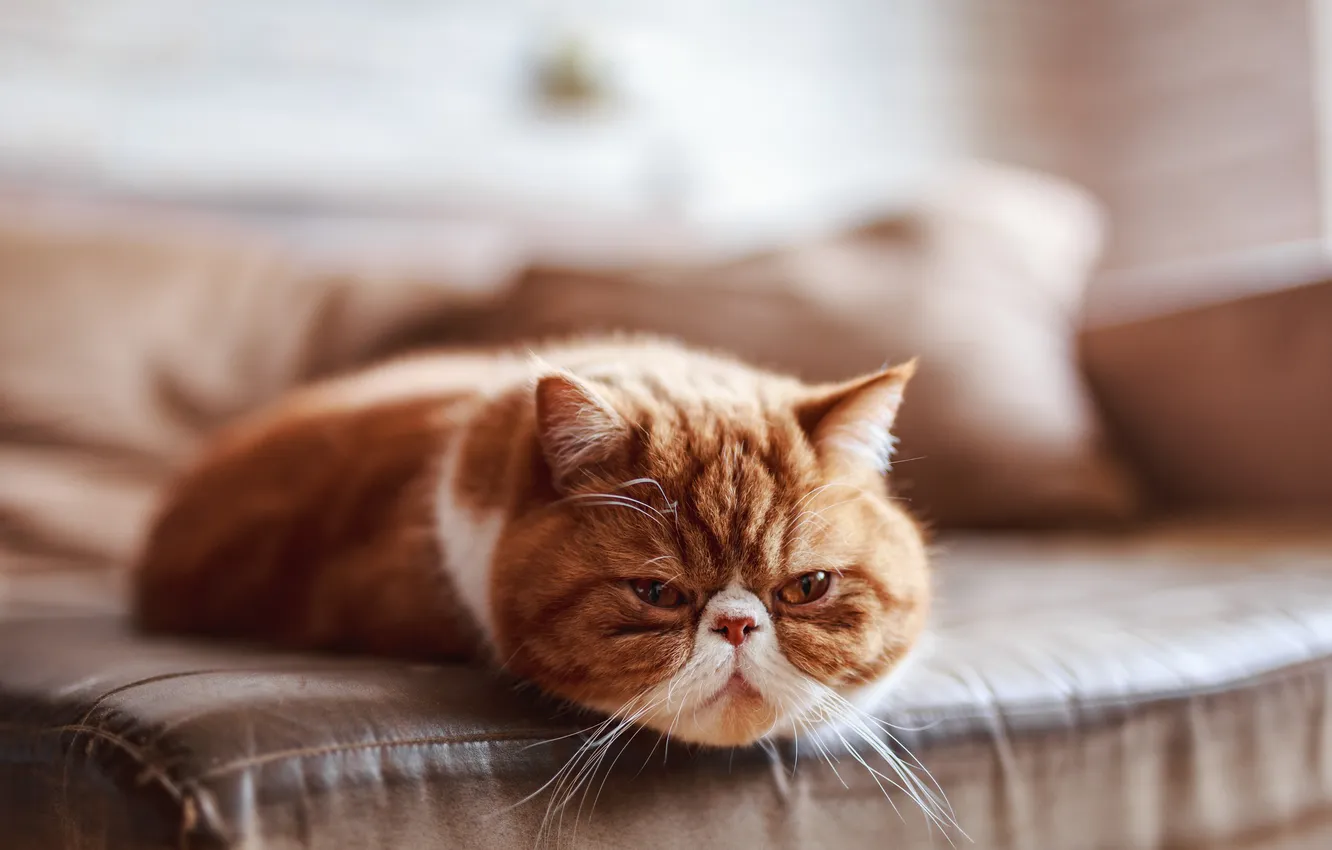 Photo wallpaper cat, cat, look, nature, pose, face