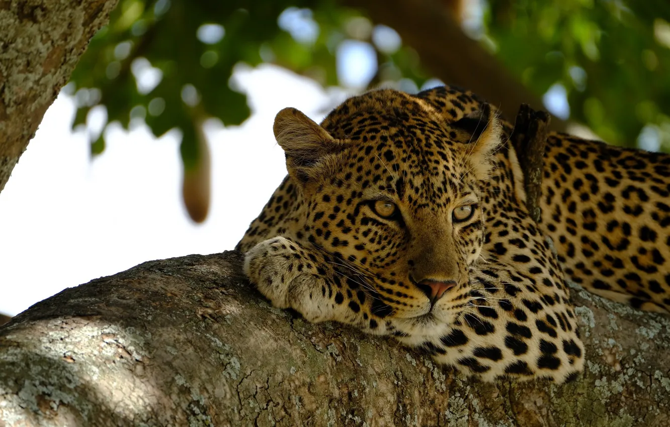 Photo wallpaper face, stay, predator, leopard, lies, wild cat, on the tree, observation