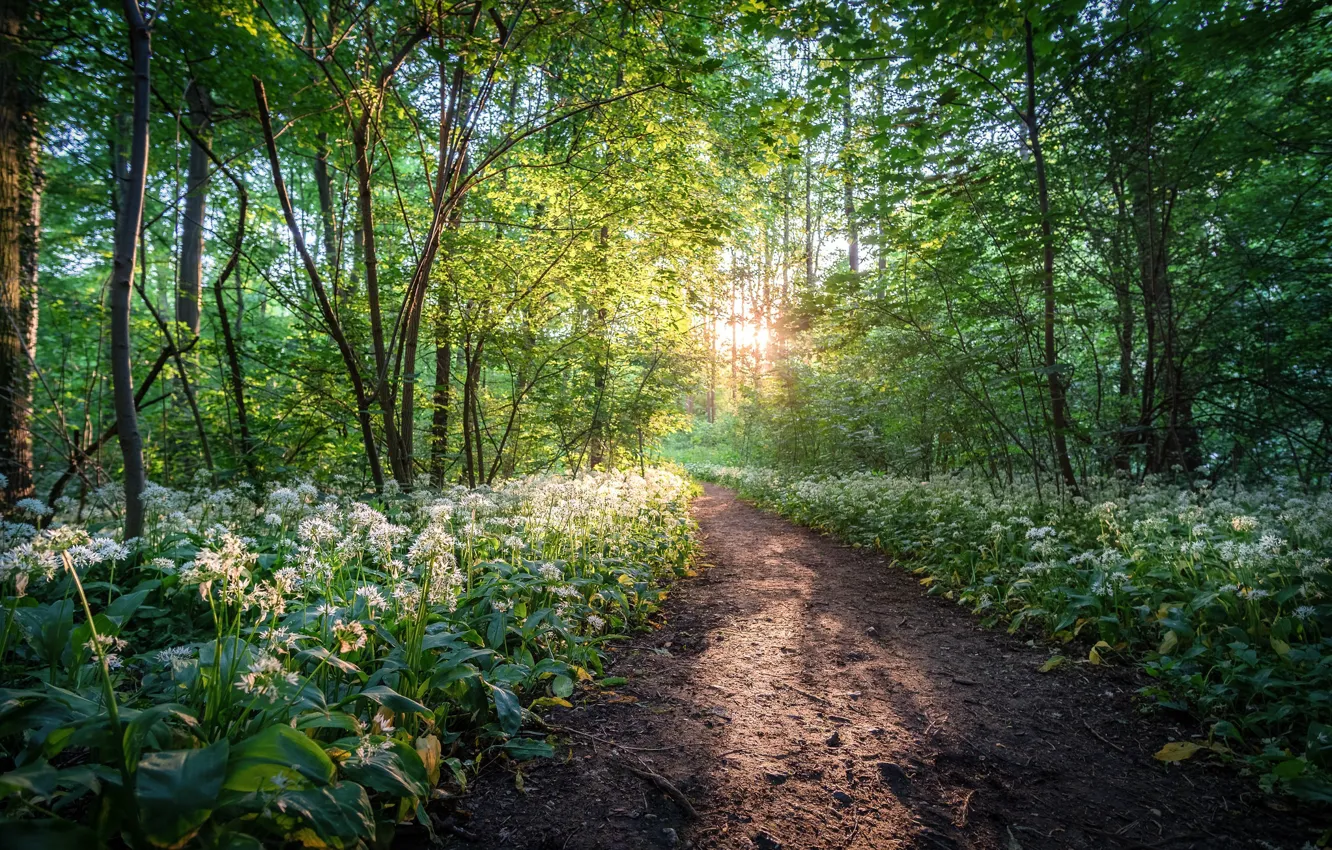 Photo wallpaper forest, trees, flowers, Park, Germany, path, Germany, Saxony