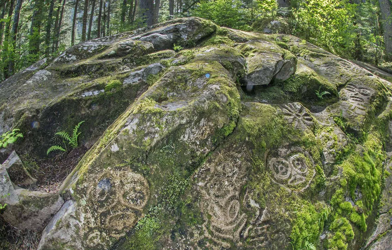 Photo wallpaper forest, stone, Canada, British Columbia, petroglyphs, Bella Coola