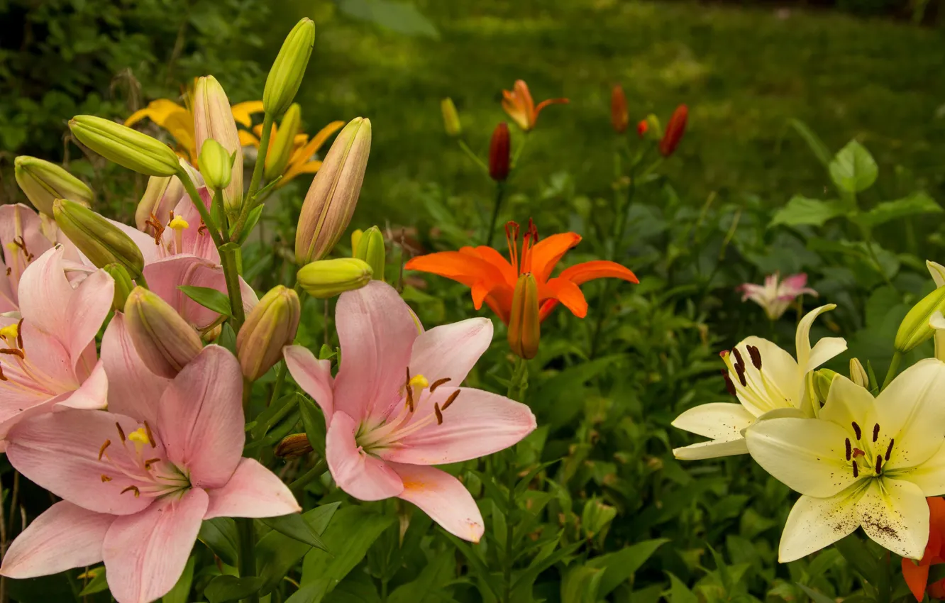 Photo wallpaper Lily, garden, flowerbed