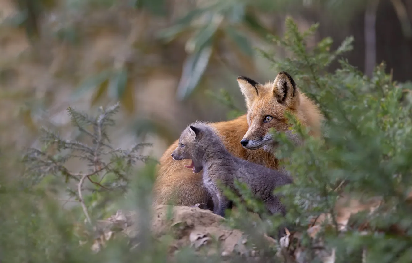 Photo wallpaper language, nature, baby, Fox, mom, Fox