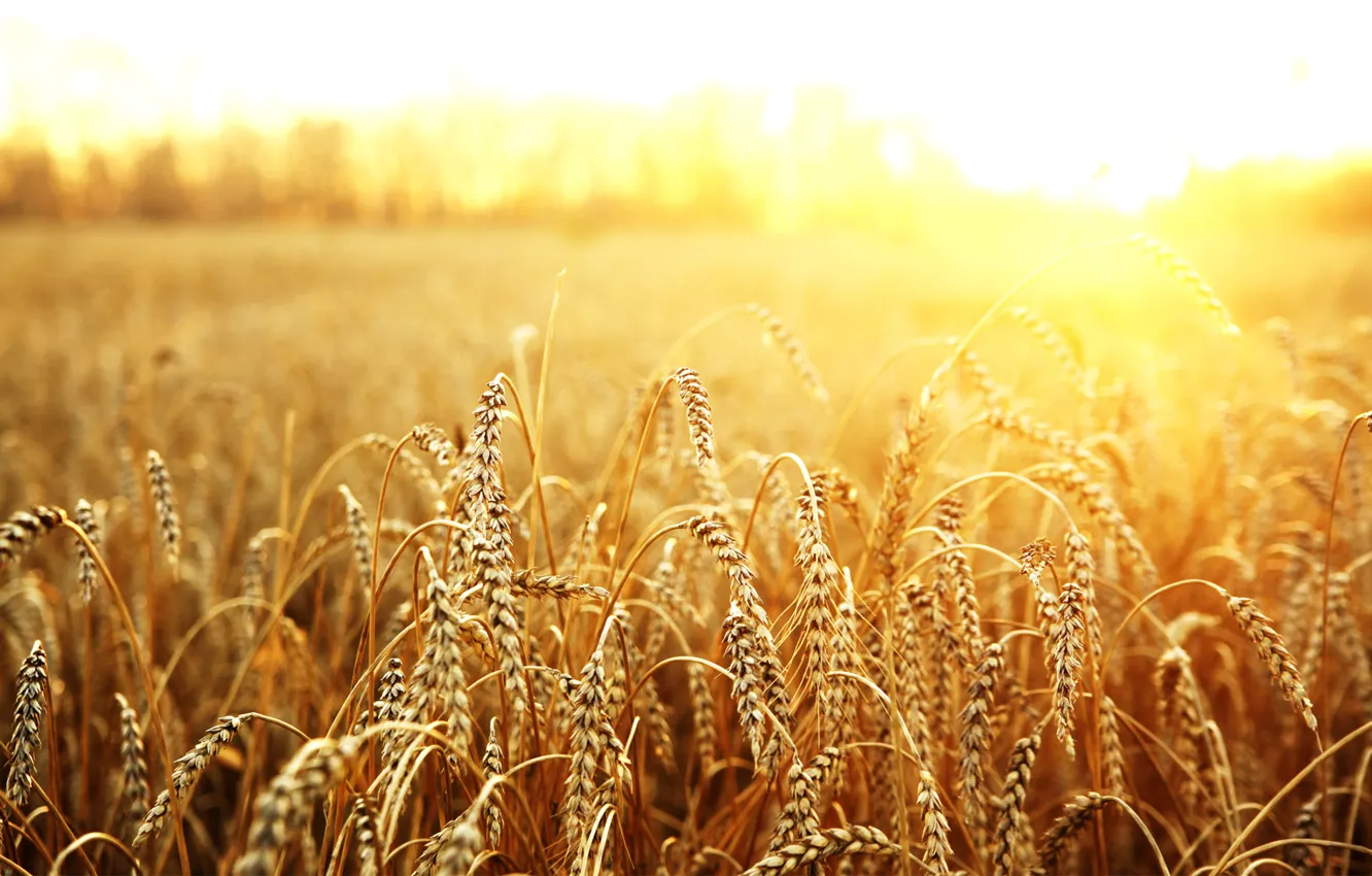 Photo wallpaper wheat, field, the sun, macro