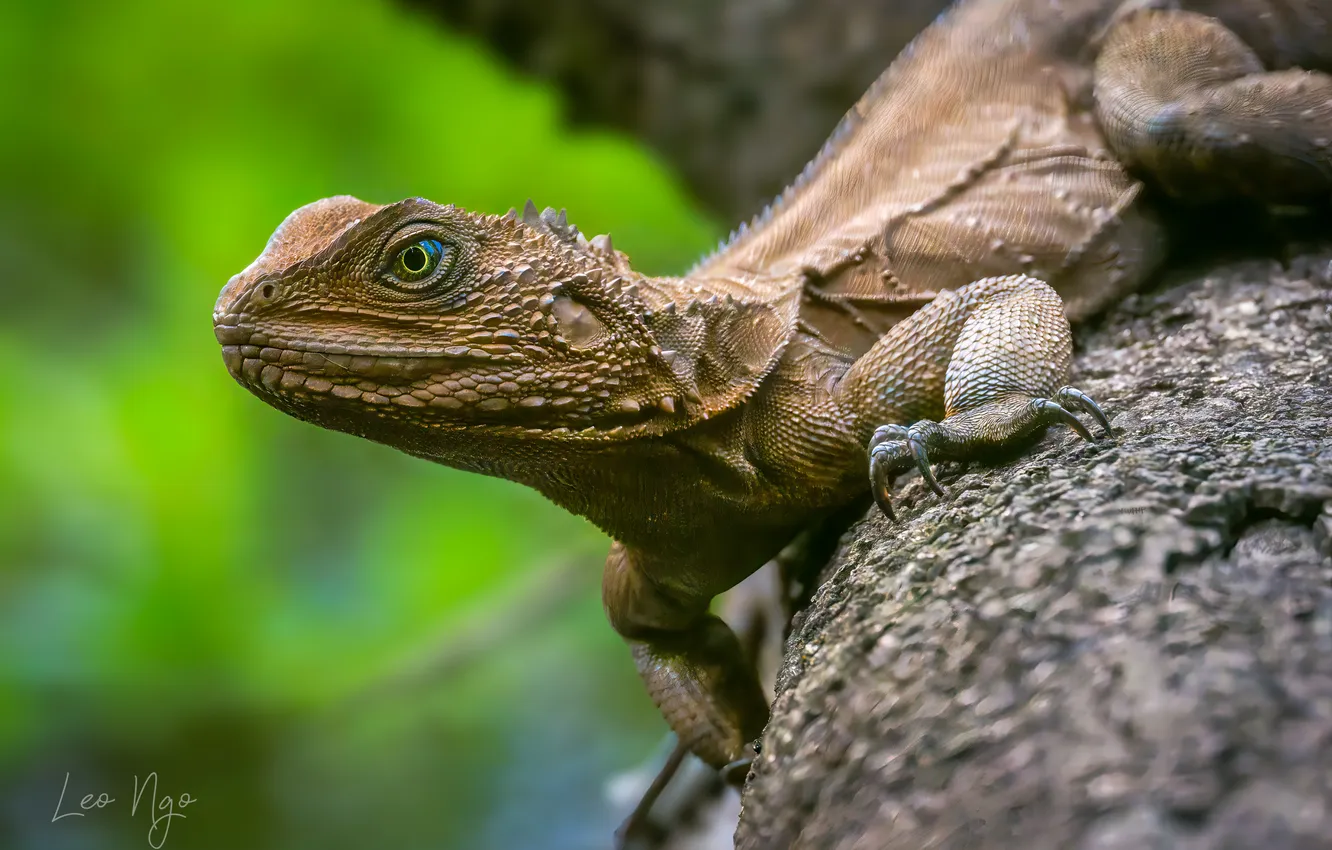 Photo wallpaper stones, lizard, bokeh, reptile, fauna, Ngo Hoang Nguyen, Leo Ngo