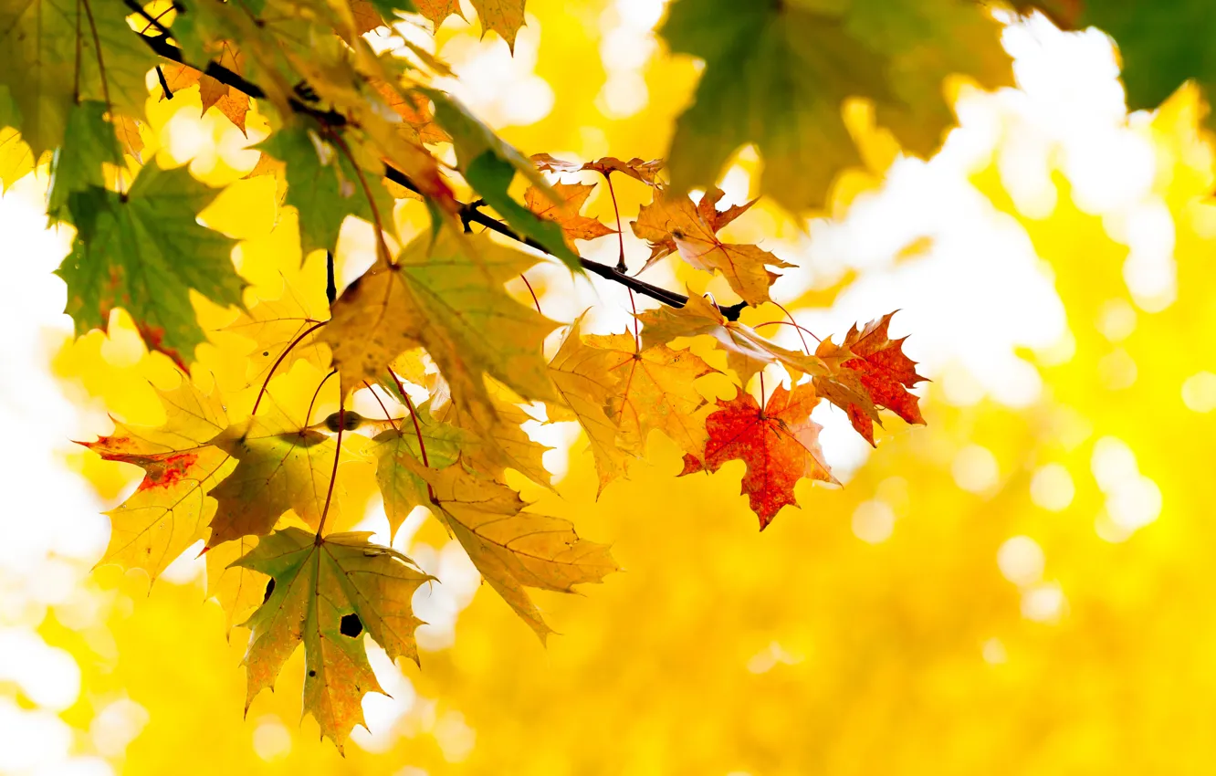 Photo wallpaper autumn, leaves, trees, branches, yellow, maple