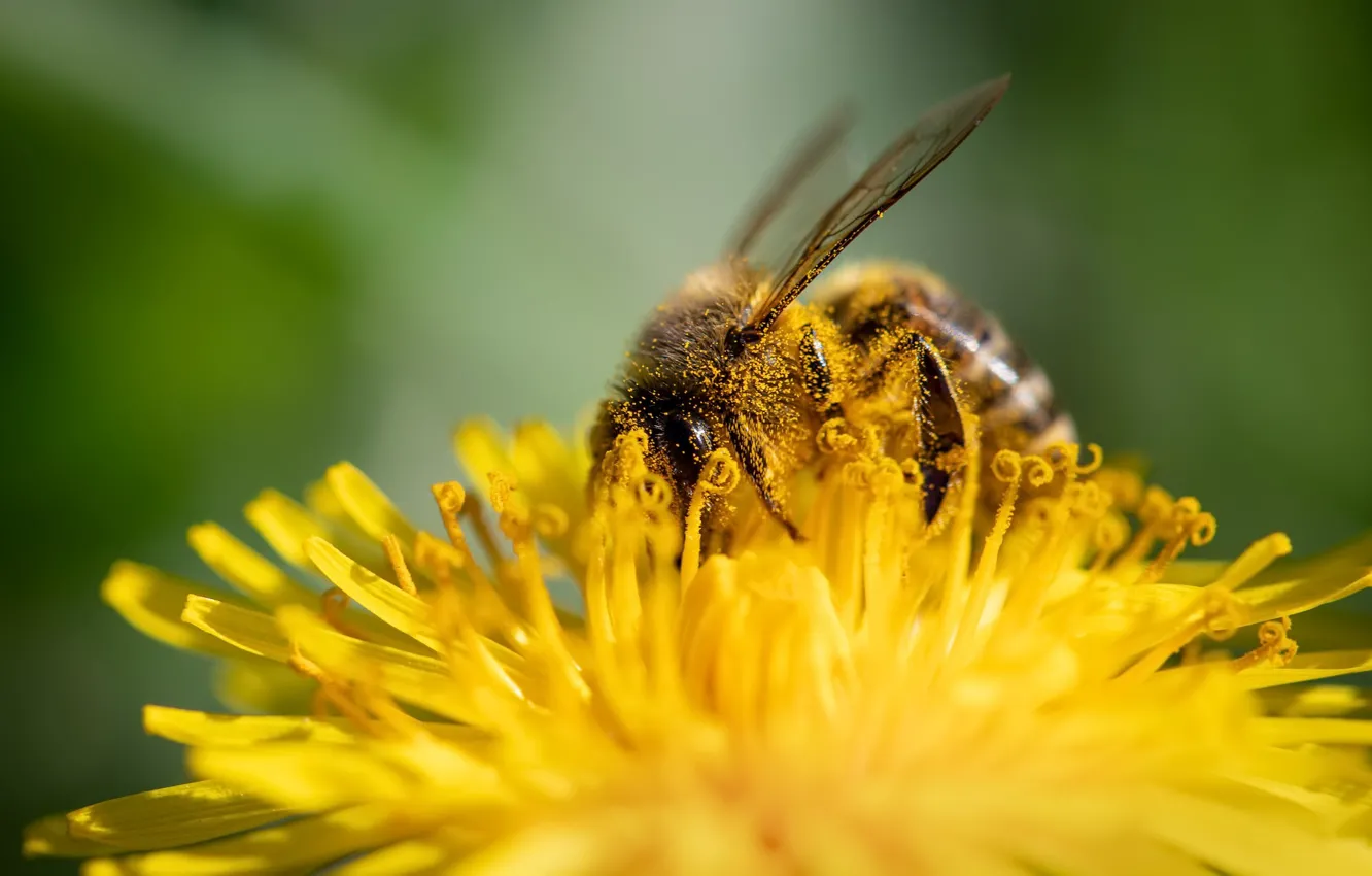 Photo wallpaper flower, summer, bee