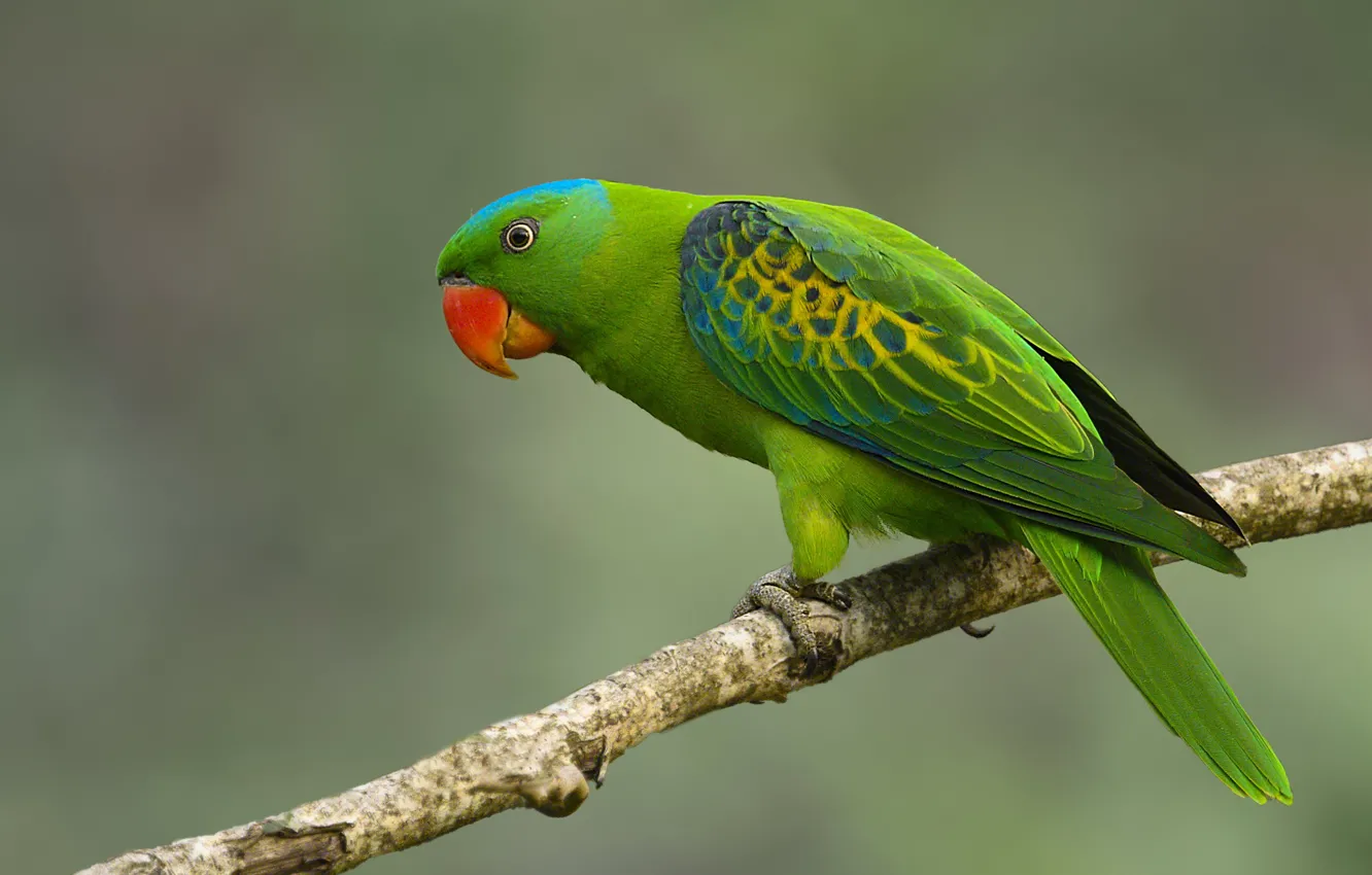 Photo wallpaper green, bird, branch, parrot, necklace parrot