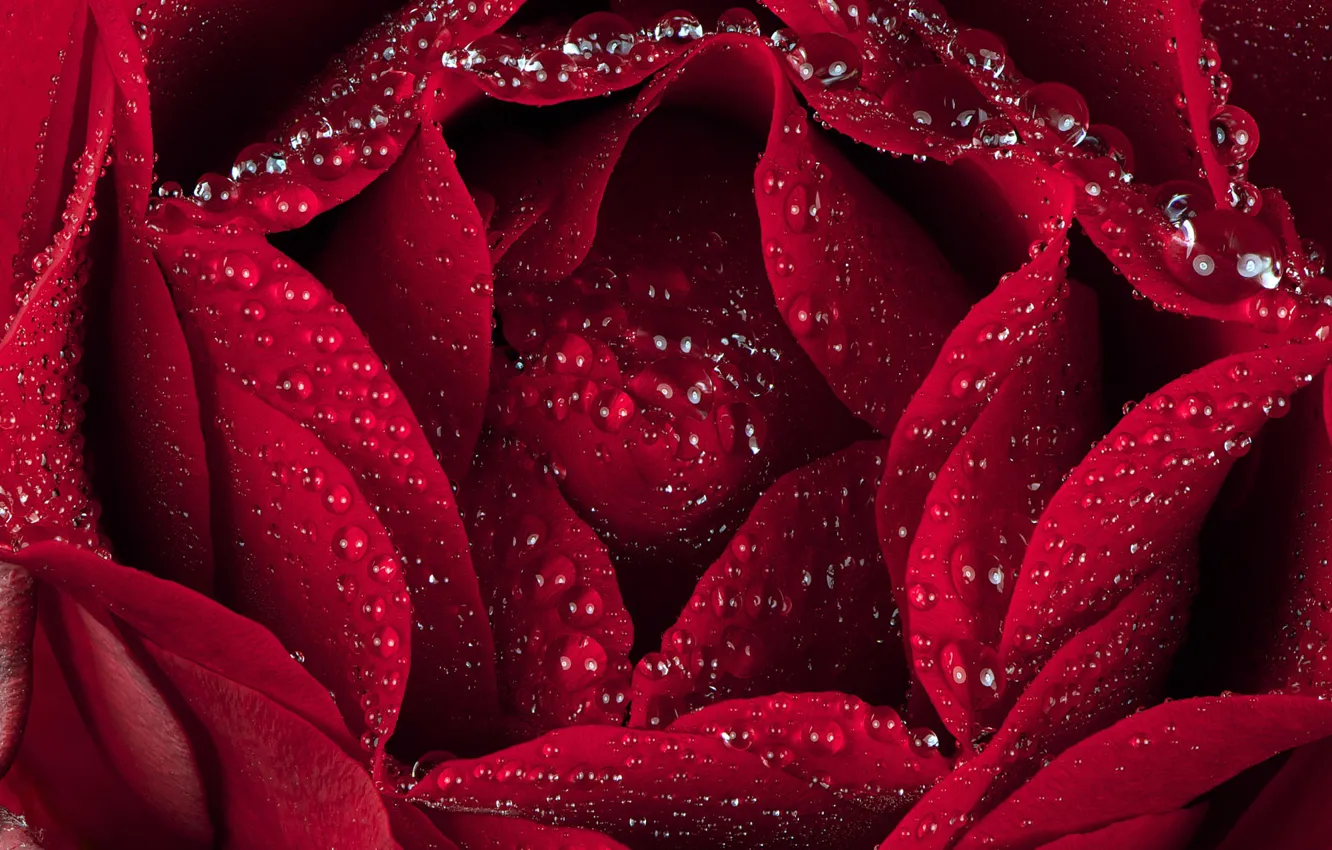 Photo wallpaper drops, macro, red, roses, petals